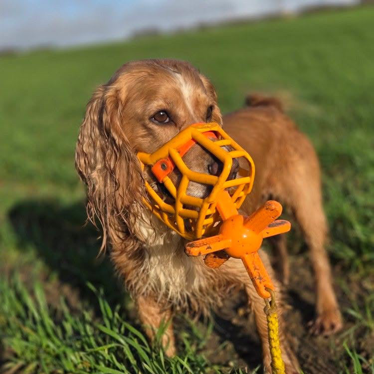 Dog with an orange muzzle and toy in a grassy field