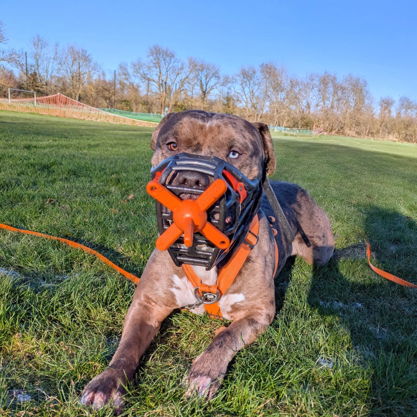 Dog wearing an orange muzzle playing with muzzle friendly toy on grassy field