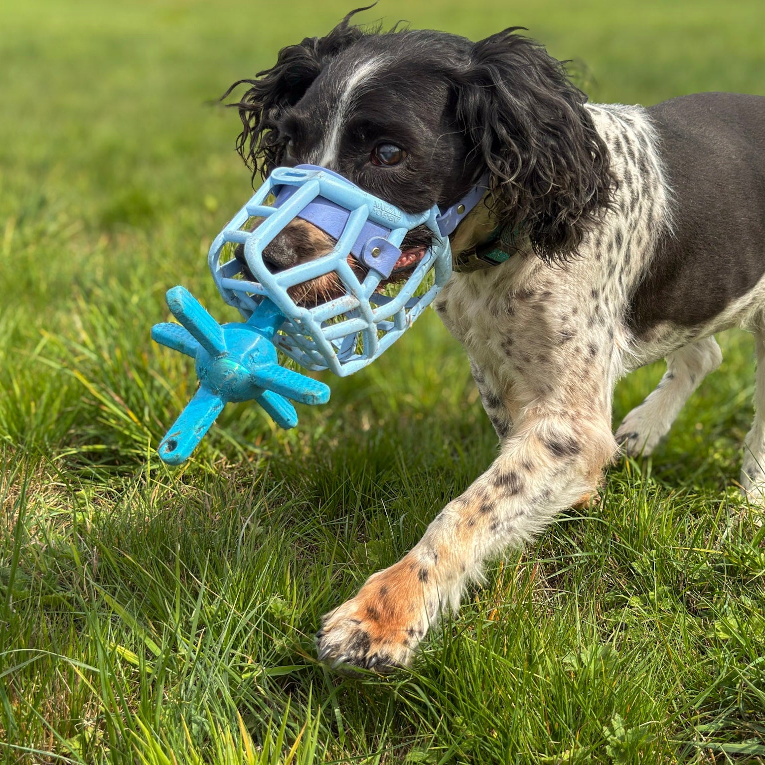 Dog playing with a blue muzzle friendly toy in a grassy field