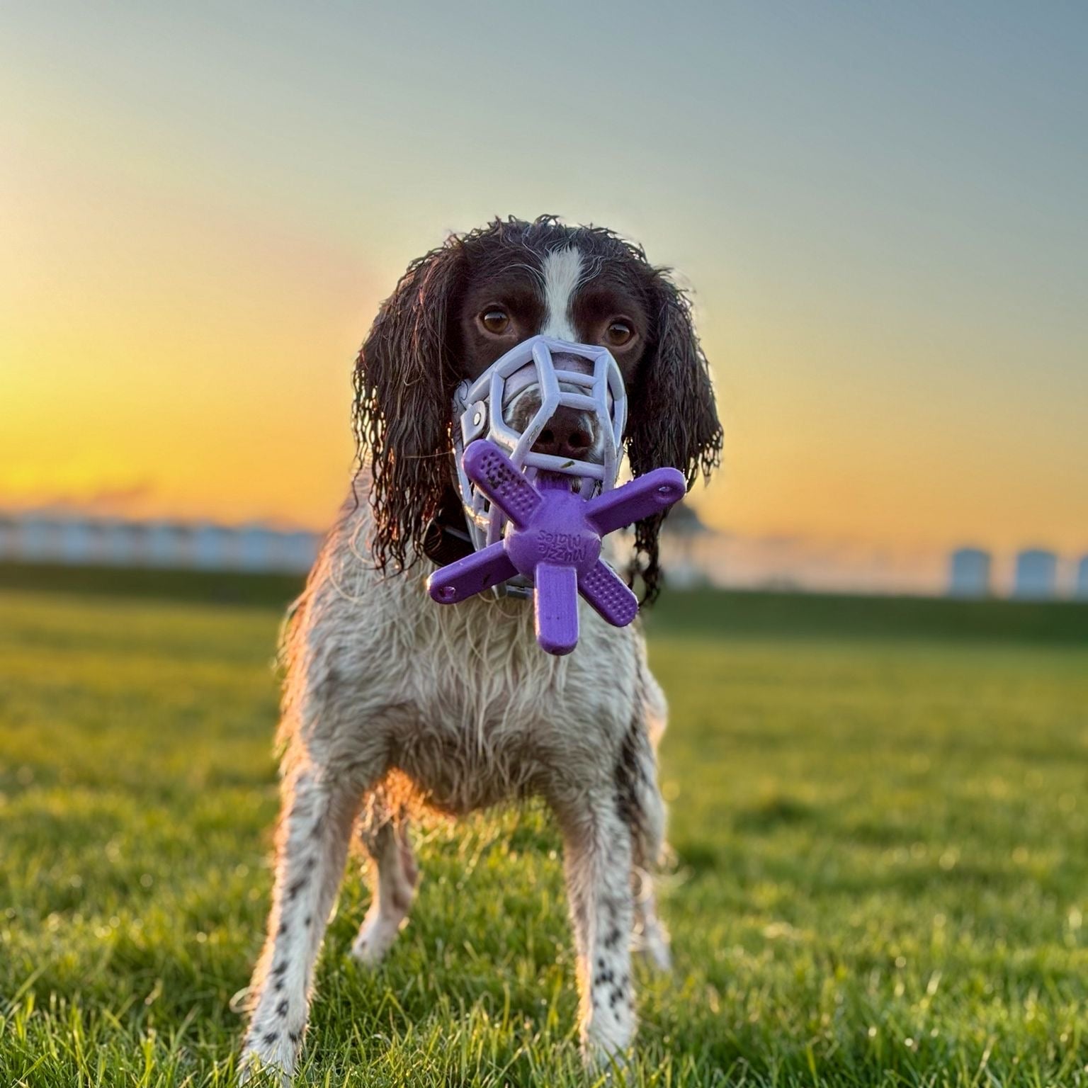 Muzzled dog holding a purple toy in its mouth on a grassy field with a sunset sky.
