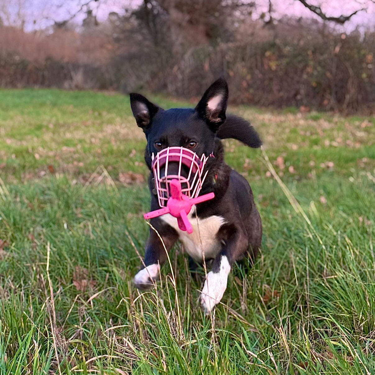 Muzzle Mate Muzzle Mate