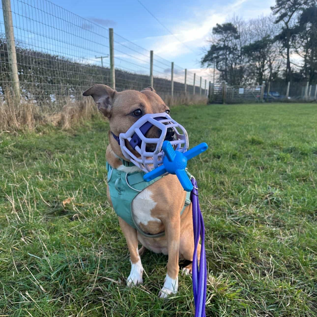 Dog wearing a muzzle and holding a blue toy in a grassy area