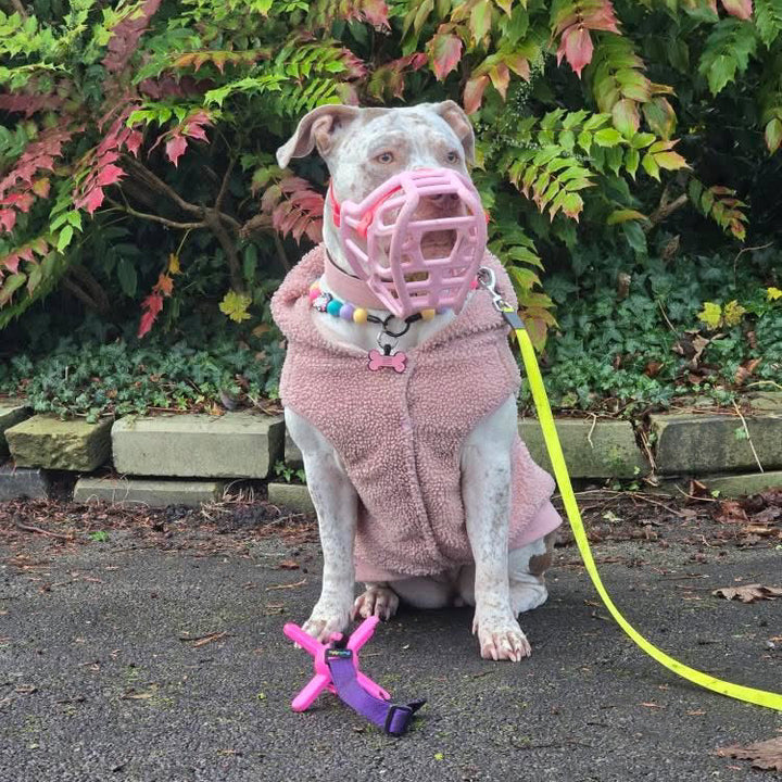 Dog wearing a pink muzzle sat next to muzzle friendly toy.