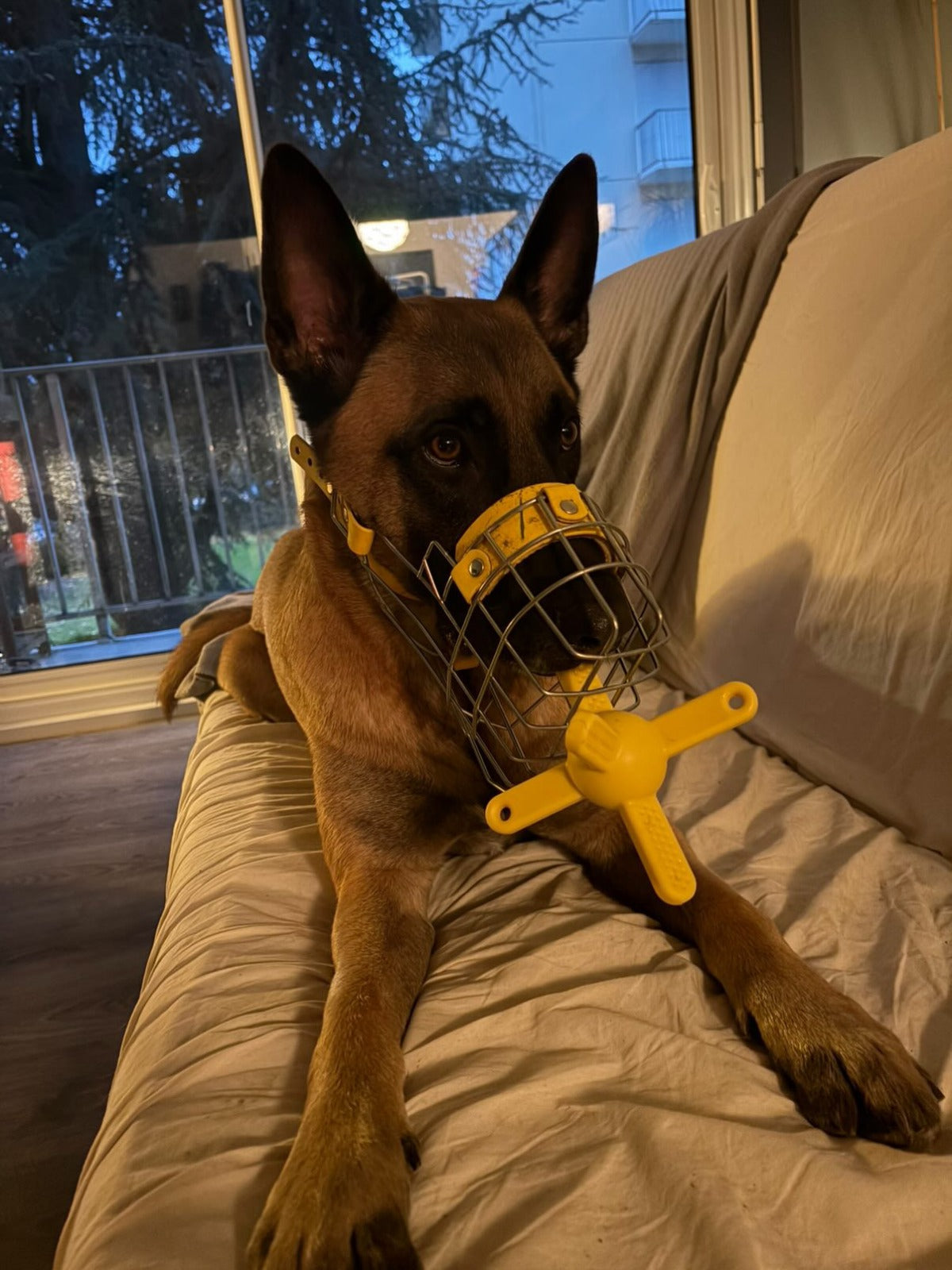 German Shepherd dog wearing a muzzle playing with muzzle friendly toy