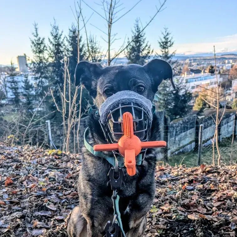 Dog holding orange muzzle friendly dog toy
