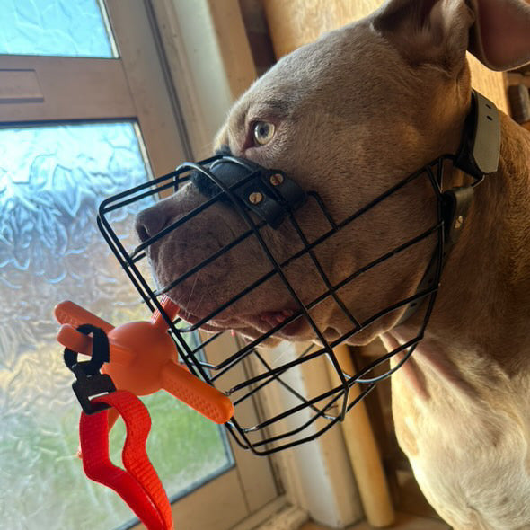 Dog wearing a muzzle holding an orange muzzle friendly toy indoors.