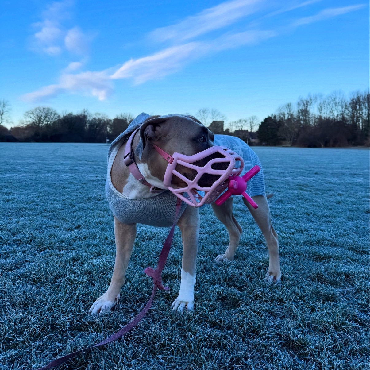 Dog holding pink muzzle friendly toy