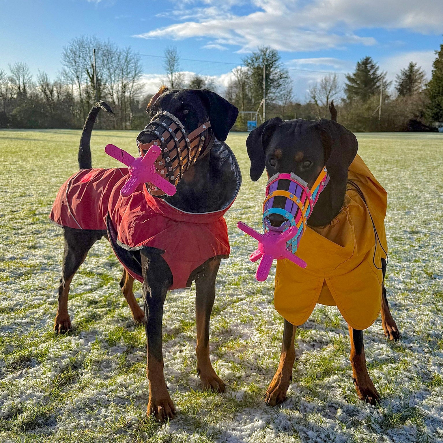Two dogs in colorful raincoats standing on a grassy field with muzzle friendly dog toys.