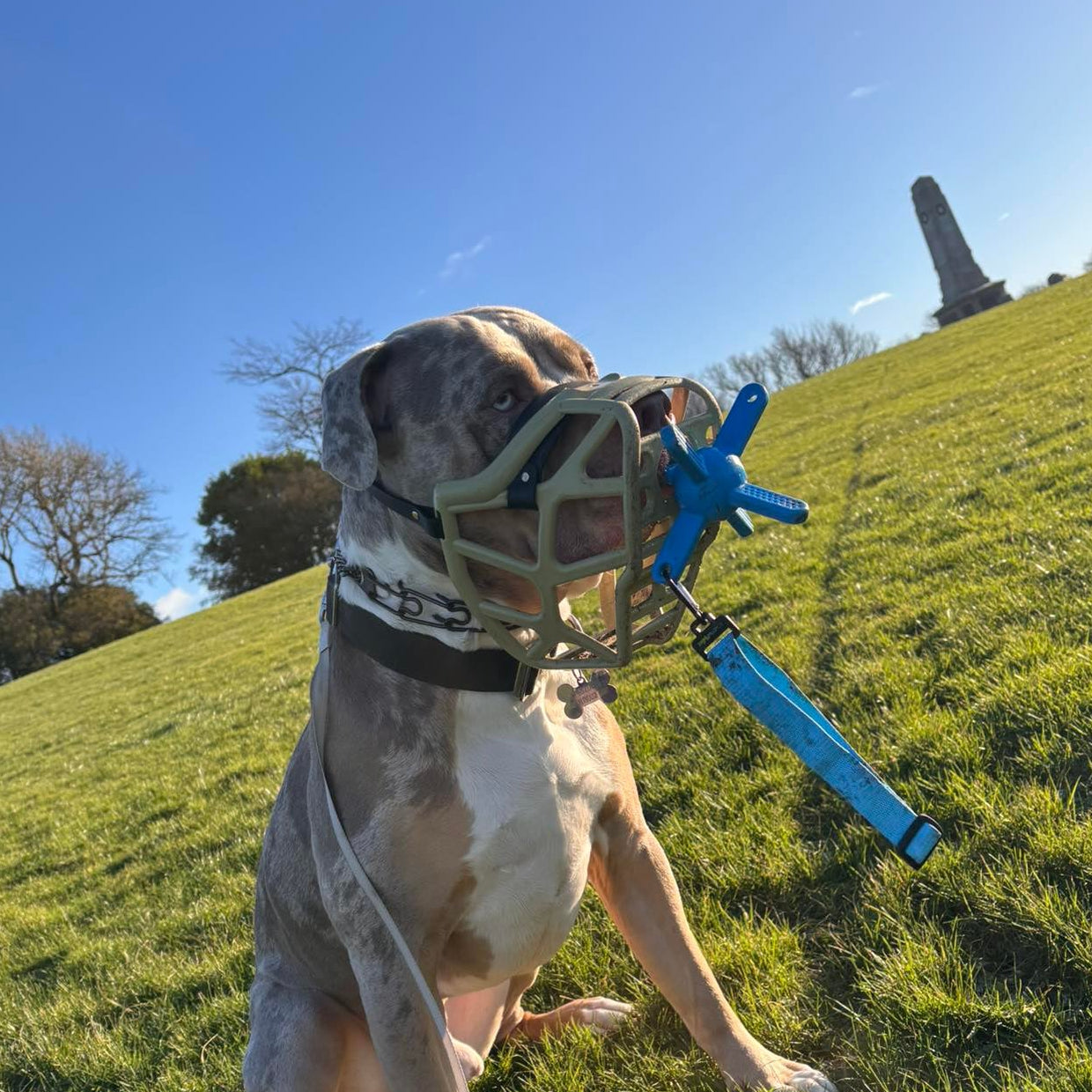 XL Bully dog playing with blue muzzle friendly dog toy