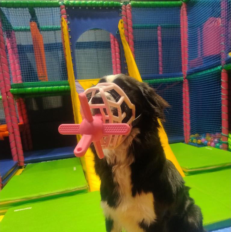 Dog wearing a pink muzzle in an indoor playground with muzzle friendly toy.