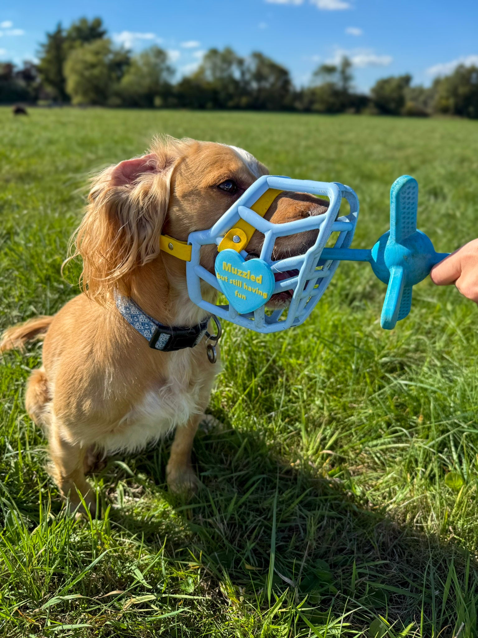 Muzzle Friendly Dog Toys - Guides Muzzle Friendly Dog Toys - Guides