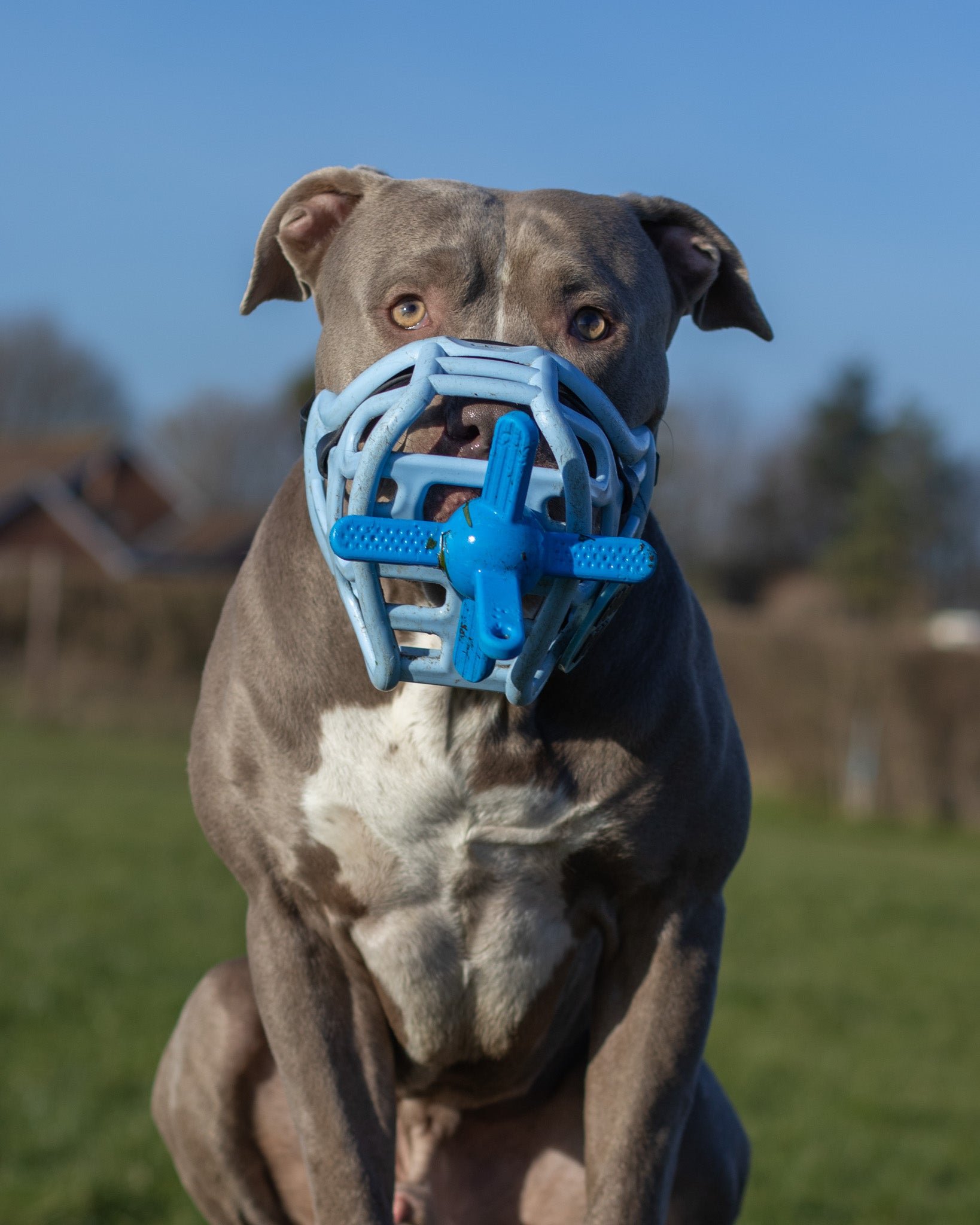 XL Bully dog wearing a blue muzzle outdoors on a grassy field holding muzzle friendly dog toy