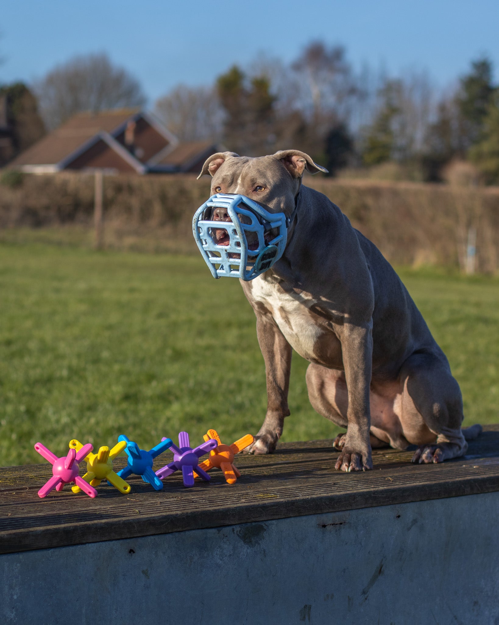Dog with a blue muzzle sitting on a wooden platform with colorful muzzle friendly dog toys in an outdoor setting.