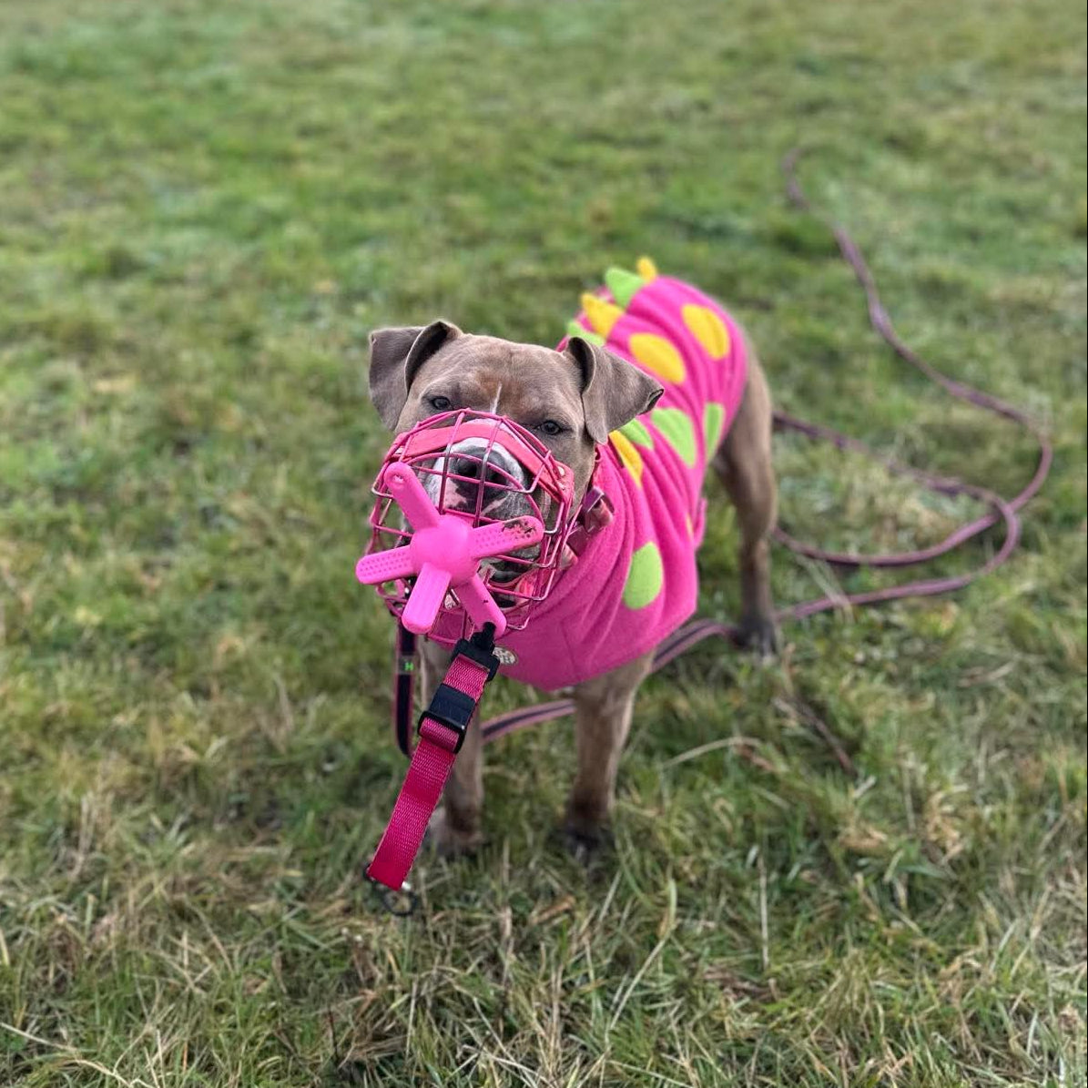 Dog holding a muzzle friendly dog toy